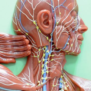 Manual Lymphatic Drainage Video Series (Video Download)