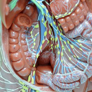 Abdominal Belly Release Class on Tuesday, June 18th from 9 am – 10:30 am (Local Live Class)