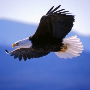 Hearing Your Inner Guide on November 20th, 2019 (Local Live Class)